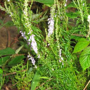 Photographie n°251320 du taxon Anarrhinum bellidifolium (L.) Willd. [1800]