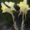  Liliane Roubaudi - Linaria supina (L.) Chaz. [1790]