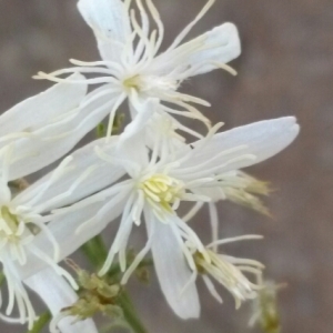 Clematis canaliculata Lag. (Clématite brûlante)