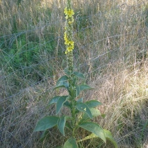 Photographie n°251392 du taxon Verbascum thapsus L. [1753]