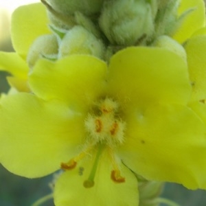 Photographie n°251393 du taxon Verbascum thapsus L. [1753]