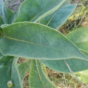 Photographie n°251394 du taxon Verbascum thapsus L. [1753]