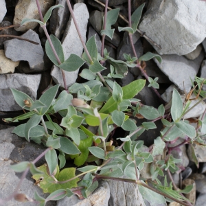 Photographie n°251467 du taxon Silene vulgaris subsp. prostrata (Gaudin) Schinz & Thell. [1923]