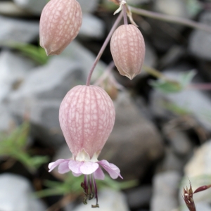 Photographie n°251468 du taxon Silene vulgaris subsp. prostrata (Gaudin) Schinz & Thell. [1923]