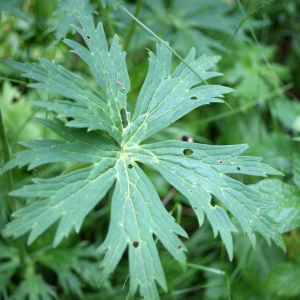 Photographie n°251474 du taxon Aconitum lycoctonum L. [1753]