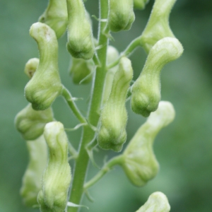 Photographie n°251475 du taxon Aconitum lycoctonum L. [1753]