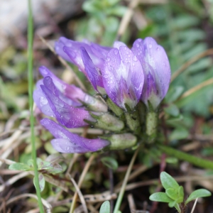 Photographie n°251484 du taxon Astragalus danicus Retz. [1783]