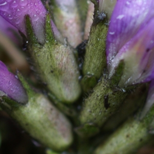 Photographie n°251486 du taxon Astragalus danicus Retz. [1783]