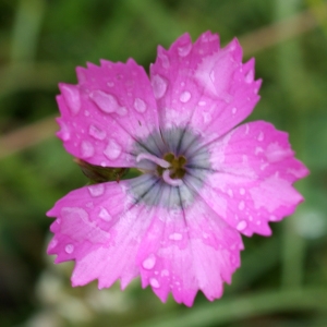 Photographie n°251494 du taxon Dianthus pavonius Tausch [1839]