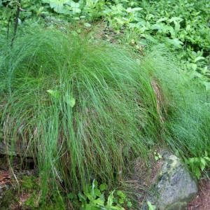 Festuca pumila var. flavescens (Bellardi) Fiori (Fétuque jaunâtre)