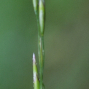 Photographie n°251502 du taxon Festuca flavescens Bellardi [1792]