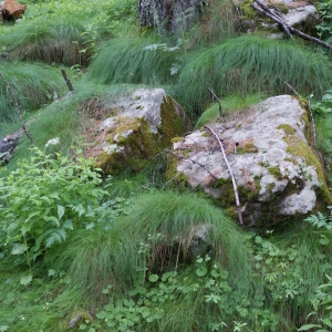 Photographie n°251506 du taxon Festuca flavescens Bellardi [1792]