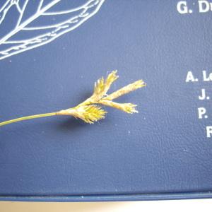Photographie n°251508 du taxon Carex brizoides L. [1755]