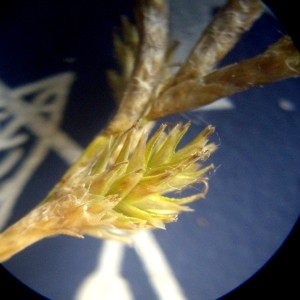  - Carex brizoides L. [1755]