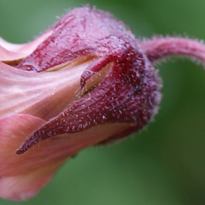 Photographie n°251544 du taxon Geum rivale L. [1753]