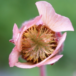 Photographie n°251546 du taxon Geum rivale L. [1753]