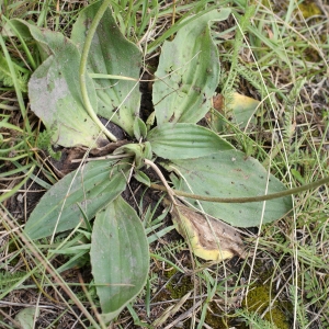 Photographie n°251551 du taxon Plantago media L.