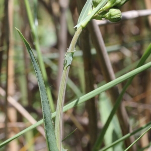 Photographie n°251574 du taxon Sonchus maritimus L.