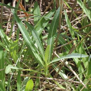 Photographie n°251576 du taxon Sonchus maritimus L.