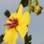  Marie  Portas - Verbascum chaixii Vill.