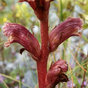 Photographie n°251590 du taxon Orobanche alba Stephan ex Willd. [1800]