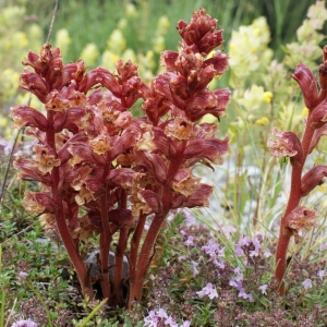 Photographie n°251591 du taxon Orobanche alba Stephan ex Willd. [1800]