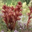  Liliane Roubaudi - Orobanche alba Stephan ex Willd. [1800]