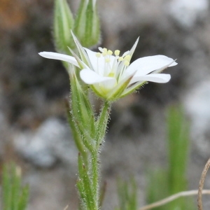 Minuartia mutabilis subsp. lesurina (Braun-Blanq.) Favarger & F.Conti (Minuartie de la Lozère)