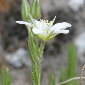 Alsine rostrata proles lanuginosa (H.J.Coste) Rouy & Foucaud (Minuartie de la Lozère)