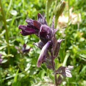 Photographie n°251650 du taxon Bartsia alpina L.