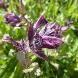 Photographie n°251651 du taxon Bartsia alpina L.