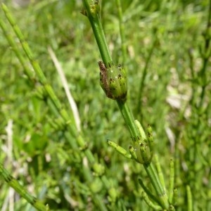 Photographie n°251660 du taxon Equisetum palustre L. [1753]