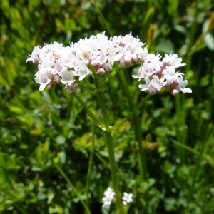 Photographie n°251668 du taxon Valeriana dioica L. [1753]