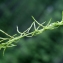  Liliane Roubaudi - Sisymbrium austriacum Jacq. [1775]