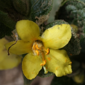 Verbascum thapsus subsp. montanum (Schrad.) Bonnier & Layens (Molène à feuilles épaisses)