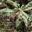  Liliane Roubaudi - Verbascum thapsus subsp. montanum (Schrad.) Bonnier & Layens [1894]