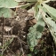  Liliane Roubaudi - Verbascum thapsus subsp. montanum (Schrad.) Bonnier & Layens [1894]