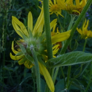 Photographie n°251713 du taxon Doronicum austriacum Jacq. [1774]