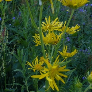 Photographie n°251714 du taxon Doronicum austriacum Jacq. [1774]