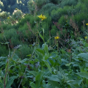 Photographie n°251715 du taxon Doronicum austriacum Jacq. [1774]