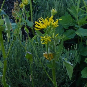 Photographie n°251716 du taxon Doronicum austriacum Jacq. [1774]