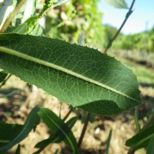 Photographie n°251720 du taxon Lactuca scariola L. [1756]