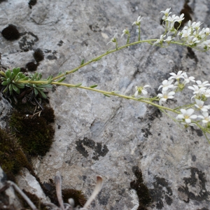 Photographie n°251800 du taxon Saxifraga callosa Sm. [1791]