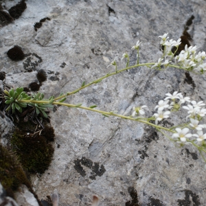 Photographie n°251801 du taxon Saxifraga callosa Sm. [1791]