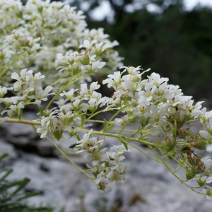 Photographie n°251807 du taxon Saxifraga callosa Sm. [1791]