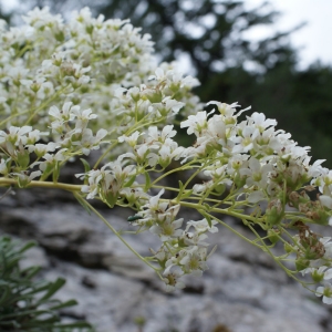 Photographie n°251808 du taxon Saxifraga callosa Sm. [1791]