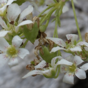 Photographie n°251813 du taxon Saxifraga callosa Sm. [1791]