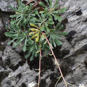 Photographie n°251821 du taxon Saxifraga callosa Sm. [1791]