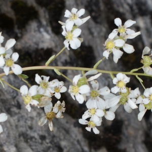 Saxifraga longifolia subsp. lingulata (Bellardi) Bonnier & Layens (Saxifrage à feuilles en languette)