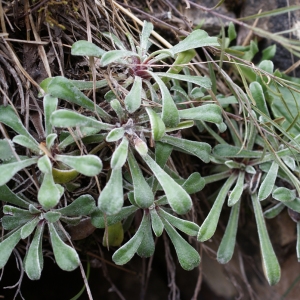 Photographie n°251828 du taxon Saxifraga callosa Sm. [1791]